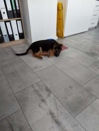 Schäferhund-Fans?-Beitrag-Bild