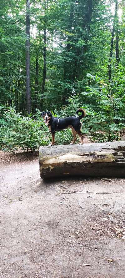 Berner Sennen-Beitrag-Bild