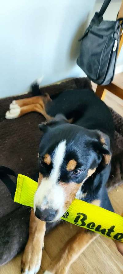 Berner Sennen-Beitrag-Bild