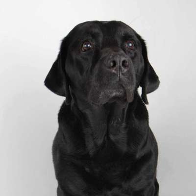 Labradorfans-Beitrag-Bild