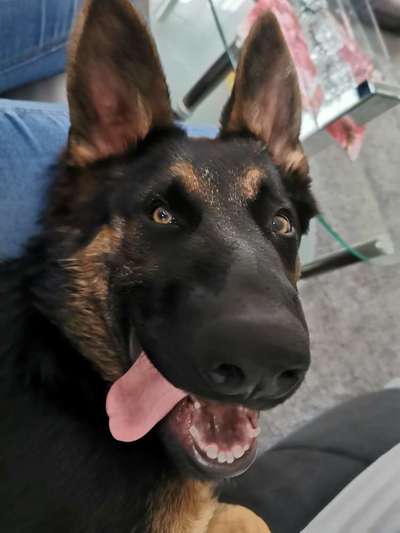 Schäferhund-Beitrag-Bild