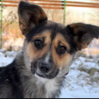 Wie kamst du zu deinem Hund?-Beitrag-Bild