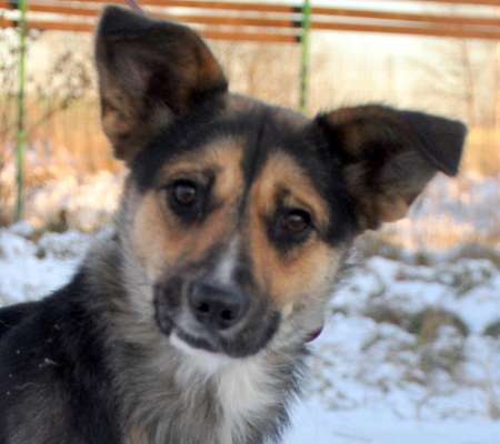 Wie kamst du zu deinem Hund?-Beitrag-Bild