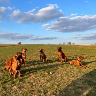 Hundetreffen-Ridgeback treffen-Bild