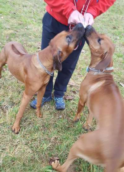 Rhodesian Ridgeback-Beitrag-Bild
