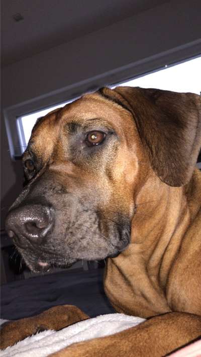 Rhodesian Ridgeback-Beitrag-Bild