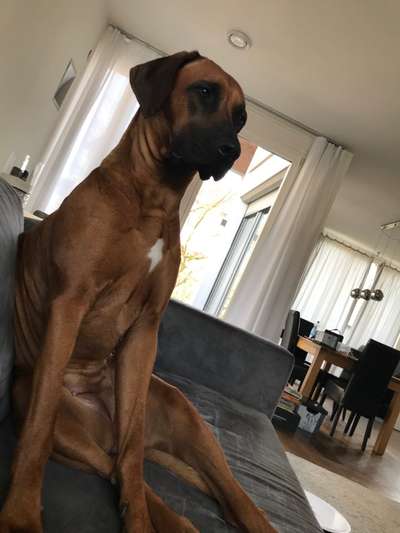 Reinrassige Hunde?-Beitrag-Bild
