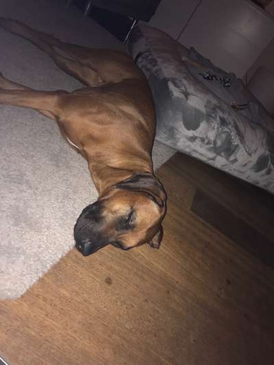 Rhodesian Ridgeback-Beitrag-Bild
