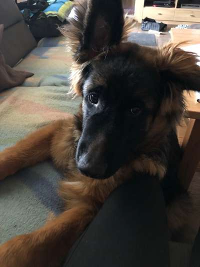 Schäferhund-Beitrag-Bild