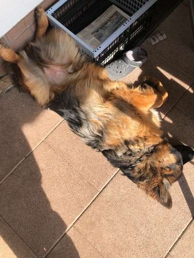 Zeigt mir die lustigsten Schlafpositionen eurer Fellnasen-Beitrag-Bild