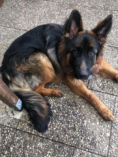 Alles rund um den Schäferhund, diskutieren erwünscht.-Beitrag-Bild