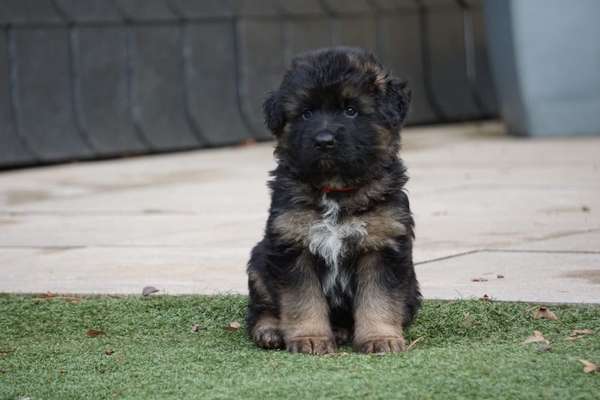 Welpen Bilder !-Beitrag-Bild