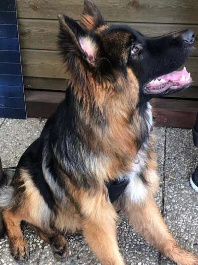 Schäferhund-Beitrag-Bild