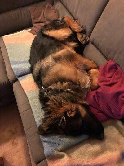 Zeigt mir die lustigsten Schlafpositionen eurer Fellnasen-Beitrag-Bild