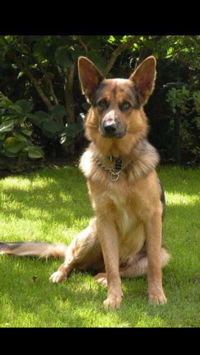 Schäferhund-Beitrag-Bild