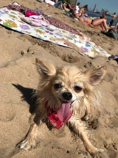 Dogorama Photo Challenge - Hunde in Action-Beitrag-Bild