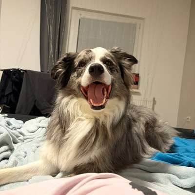 Hundetreffen-Spielrunde mit Lio-Bild