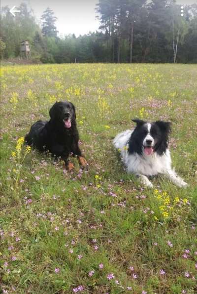 Die Dogorama Wochen Challenge "Friends will be Friends"-Beitrag-Bild