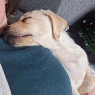 Rukka Pets Warmup 2.0 coat-Beitrag-Bild