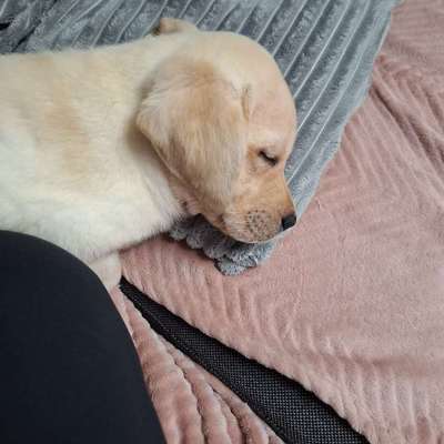 Hundetreffen-In Tannenbusch-Bild