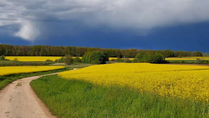 Die wunderschöne Welt mit Hund.-Beitrag-Bild