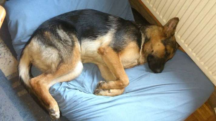 Alles rund um den Schäferhund, diskutieren erwünscht.-Beitrag-Bild