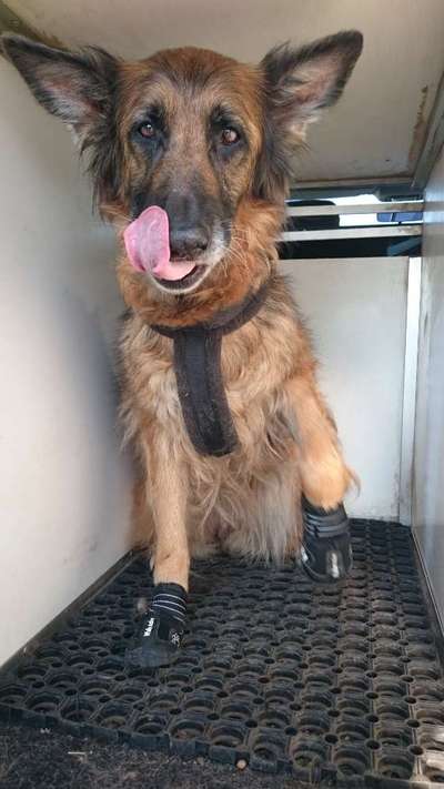 Pfotenschutz bei Verletzung am Ballen-Beitrag-Bild