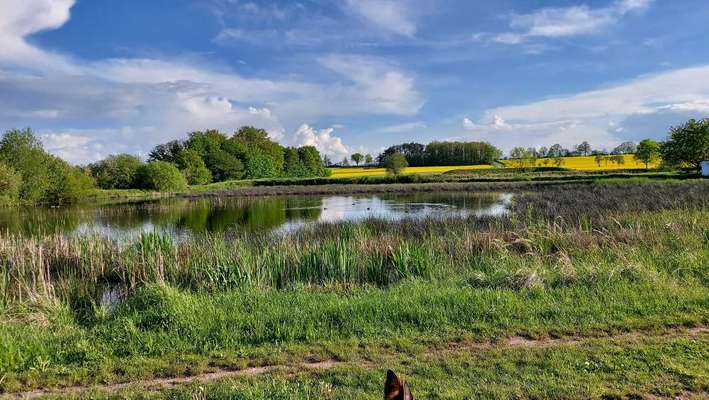 Die wunderschöne Welt mit Hund.-Beitrag-Bild