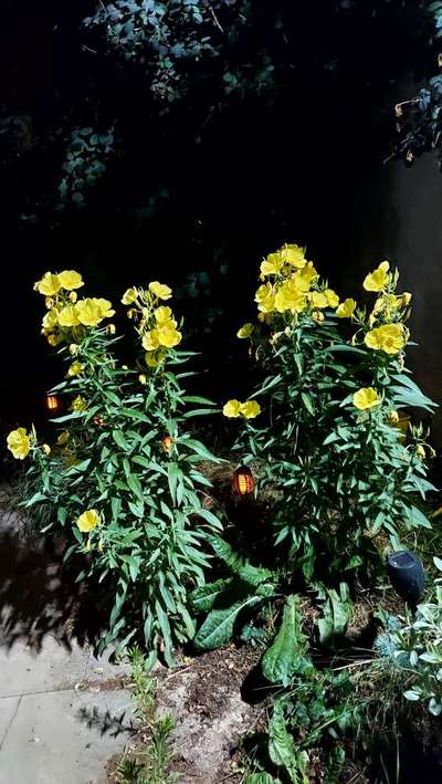 Die wunderschöne Welt mit Hund.-Beitrag-Bild