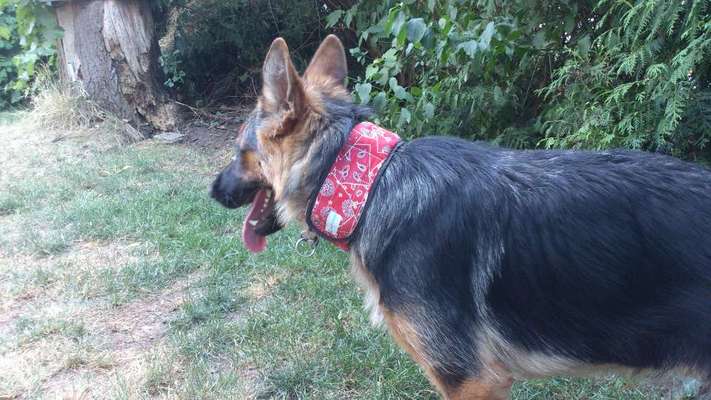 Hund im Backofen!!! Todesfalle Auto...-Beitrag-Bild