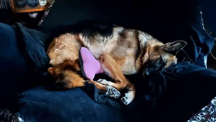 Kuscheltiere nur zum kuscheln und nicht zum kaputt beißen-Beitrag-Bild