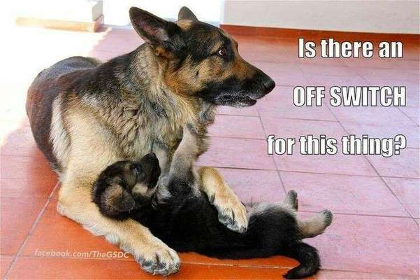 Hunde Memes-Beitrag-Bild