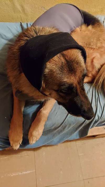 Silvester mit Angsthund-Beitrag-Bild