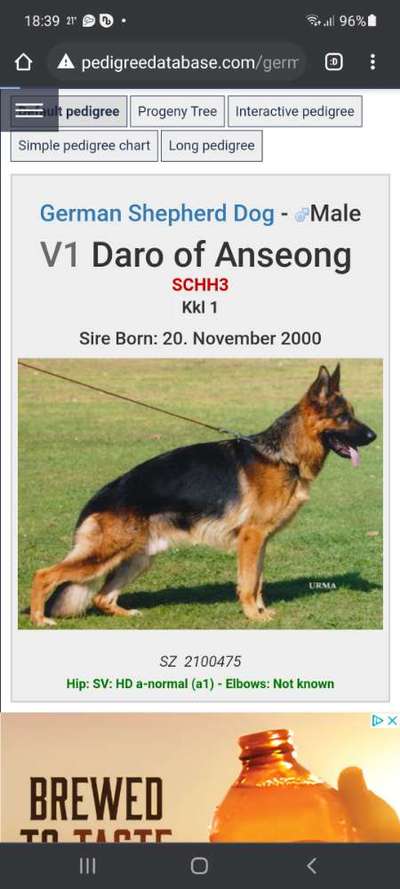 Alles rund um den Schäferhund, diskutieren erwünscht.-Beitrag-Bild