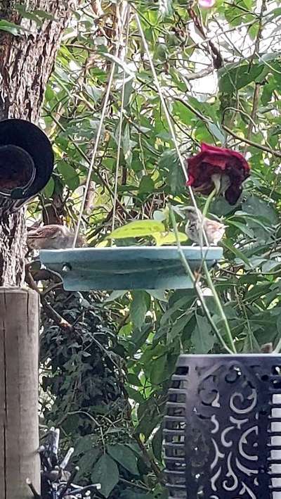 Die wunderschöne Welt mit Hund.-Beitrag-Bild