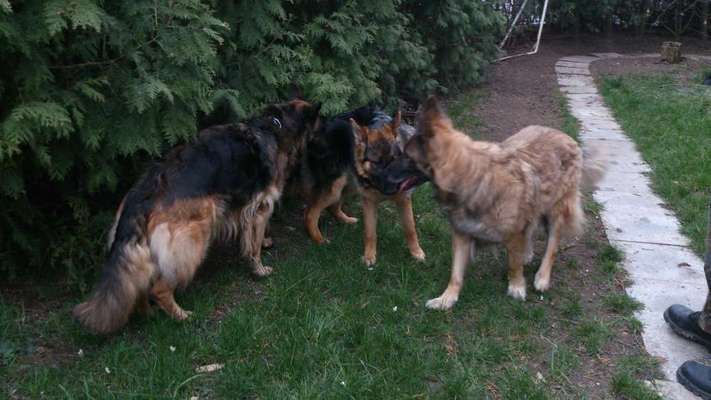 Schäferhund-Fans?-Beitrag-Bild