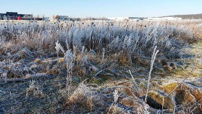 Die wunderschöne Welt mit Hund.-Beitrag-Bild