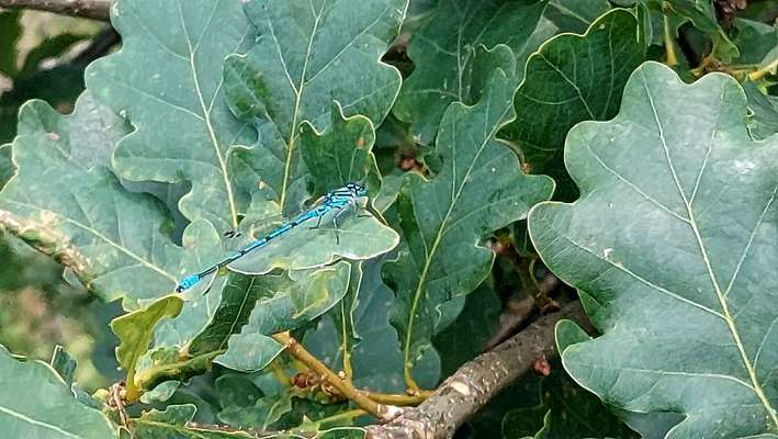 Die wunderschöne Welt mit Hund.-Beitrag-Bild