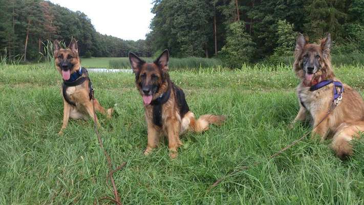 Schäferhund-Fans?-Beitrag-Bild