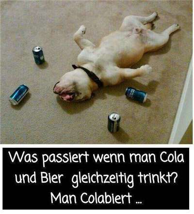 Hunde Memes-Beitrag-Bild