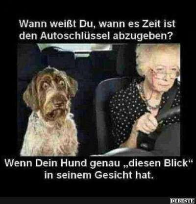 Hunde Memes-Beitrag-Bild