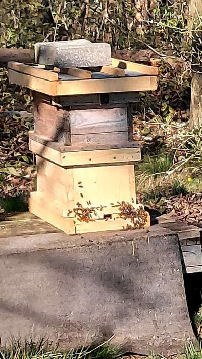Die wunderschöne Welt mit Hund.-Beitrag-Bild