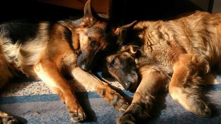 Die Dogorama Wochen Challenge "Friends will be Friends"-Beitrag-Bild