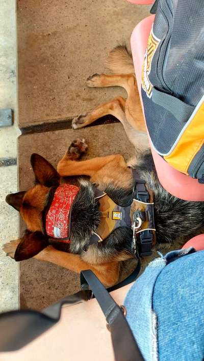 Die 21. Rostocker Rassehunde-Ausstellung: Eine Veranstaltung mit Vorbehalten?-Beitrag-Bild