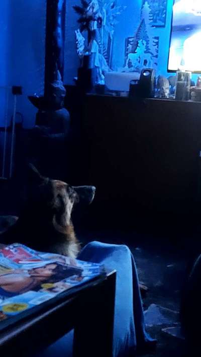 Top Dog-der Live Ticker Thread-Beitrag-Bild