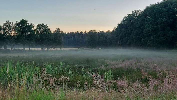 Die wunderschöne Welt mit Hund.-Beitrag-Bild