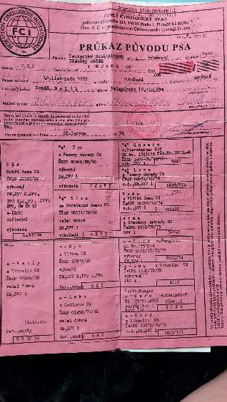 Alles rund um den Schäferhund, diskutieren erwünscht.-Beitrag-Bild