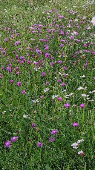 Die wunderschöne Welt mit Hund.-Beitrag-Bild