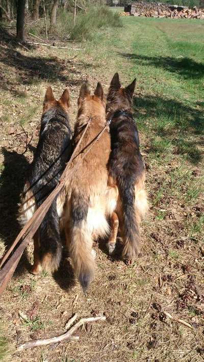 Mehrere Hunde zuhause !-Beitrag-Bild