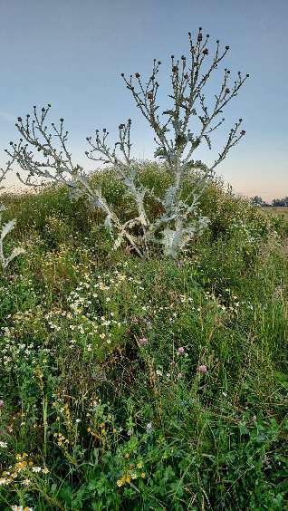 Die wunderschöne Welt mit Hund.-Beitrag-Bild